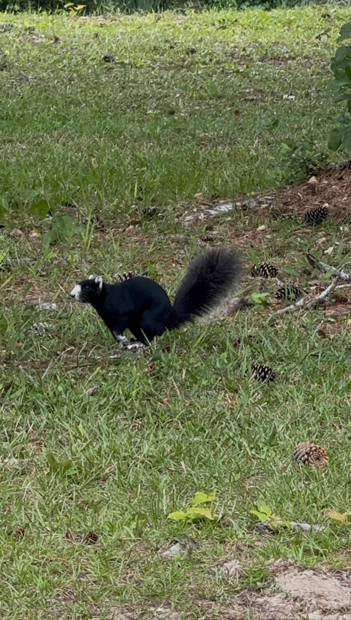 Fox squirrel - local wildlife